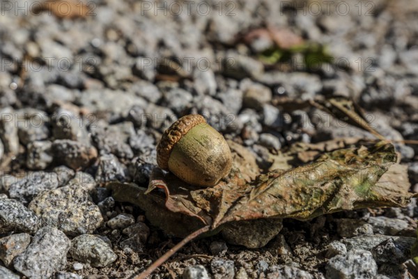 An acorn sits on a withered leaf, surrounded by gravel. The natural surroundings show the transitions of autumn with falling leaves and stones. Perlbachtal, Neukirchen, Lower Bavaria