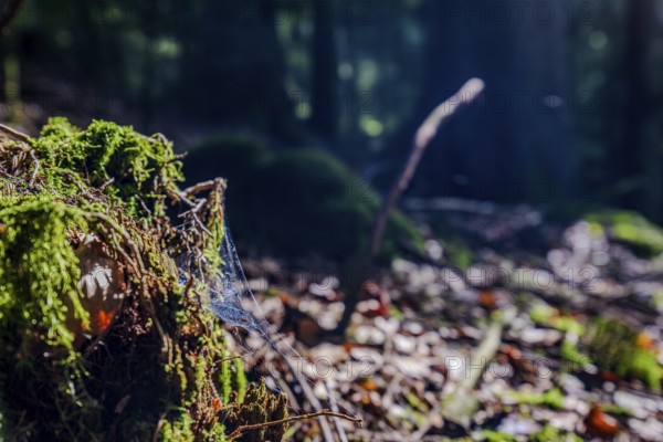 A thin spider's web catches the light of the sun in a quiet forest. The ground is covered with moss and autumn leaves, while the trees stand in the background. Perlbachtal, Neukirchen, Lower Bavaria