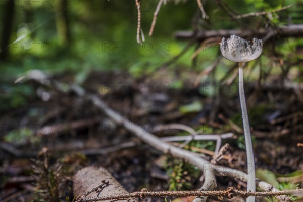 A single mushroom (hare's foot, Coprinopsis lagopus) stands majestically on the forest floor, surrounded by dead wood and green plants. The rays of light penetrate the tree cover and lend the scene a mystical character. Perlbachtal, Neukirchen, Lower Bavaria
