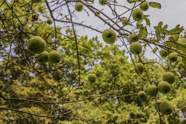 Numerous green apples (Malus domestica) grow on the branches of an apple tree in the garden. The sunlight illuminates the surroundings and falls through the foliage. Perlbachtal, Neukirchen, Lower Bavaria