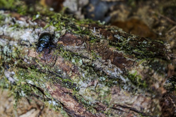 A forest dung beetle (Anoplotrupes stercorosus) moves over a damp, moss-covered tree trunk in a wooded area. It is daytime and the surroundings appear calm and natural. Perlbachtal, Neukirchen, Lower Bavaria