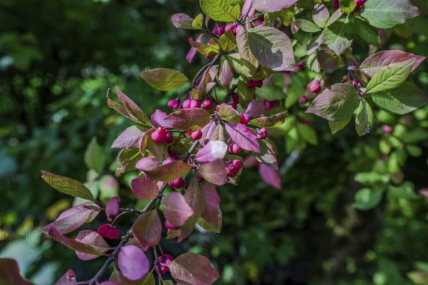 Colourful leaves can be seen in the autumnal forest, glowing in various shades of red and green. Ripe berries hang from the branches of the Common spindle bush (Euonymus europaeus) and showcase the beauty of nature. Perlbachtal, Neukirchen, Lower Bavaria