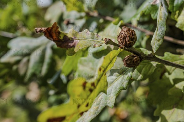 The photo shows oak leaves (Quercus robur) and closed buds on a sunny day in early autumn. The leaves show discolouration indicating autumn. Perlbachtal, Neukirchen, Lower Bavaria