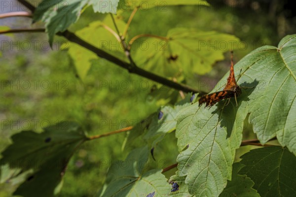 A butterfly (C butterfly, Polygonia c-album) sits on a leaf while the sun shines through the green leaves in spring. The surroundings are quiet and full of life in nature. Perlbachtal, Neukirchen, Lower Bavaria