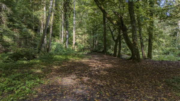 A narrow path winds its way through a dense forest lined with green trees and colourful foliage. The peaceful atmosphere invites you to go hiking. Perlbachtal, Neukirchen, Lower Bavaria