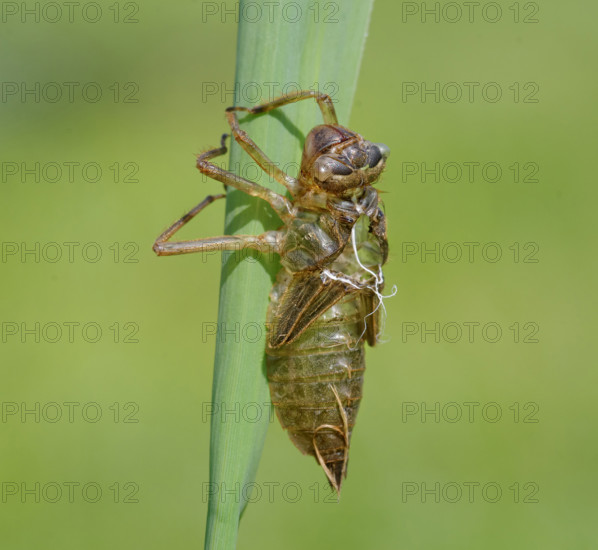 Dragonfly larva skin. Heidenreichstein, Austria
