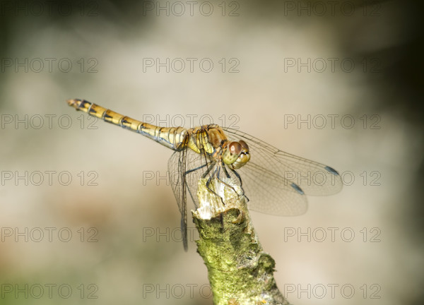 Common Darter (Sympetrum striolatum), female. Dudley, England, United Kingdom