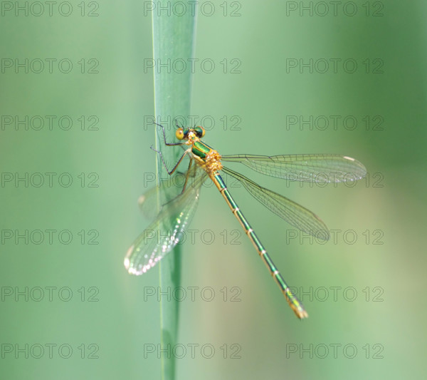 Emerald Damselfly (Lestes spec) . Dudley, England, United Kingdom