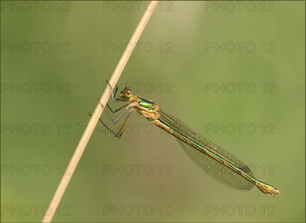 Emerald Damselfly (Lestes spec) . Dudley, England, United Kingdom