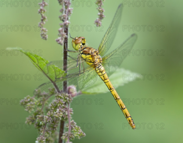 Common Darter (Sympetrum striolatum), female. Dudley, England, United Kingdom