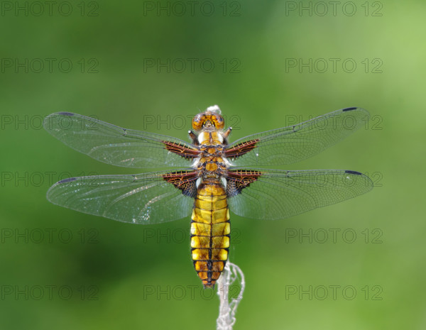 Broad-bodied chaser (Libellula depressa), female perched on reed. Dudley, England, United Kingdom