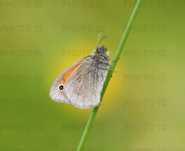 Small Heath butterfly (Coenonympha pamphilus) against buttercup