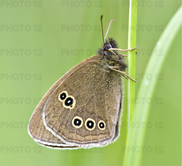 Ringlet (Aphantopus hyperantus) . Dudley, England, United Kingdom