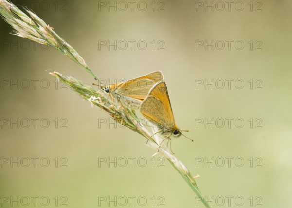 Small Skippers mating (Thymelicus sylvestris) . Heidenreichstein, Austria
