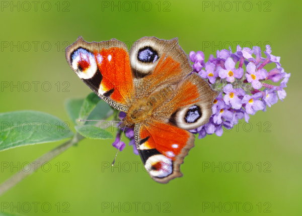 European Peacock (Inachis io, Io nymphalis) Heidenreichstein, Austria