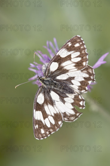 Marbled White (Melanargia galathea) . Langenlois, Austria