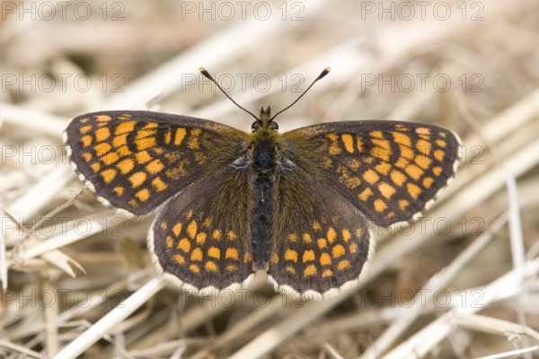 Heath Fritillary (Mellicta athalia), Heidenreichstein, Austira