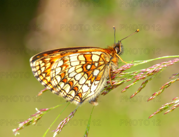 Heath Fritillary (Mellicta athalia) Heidenreichstein, Austria