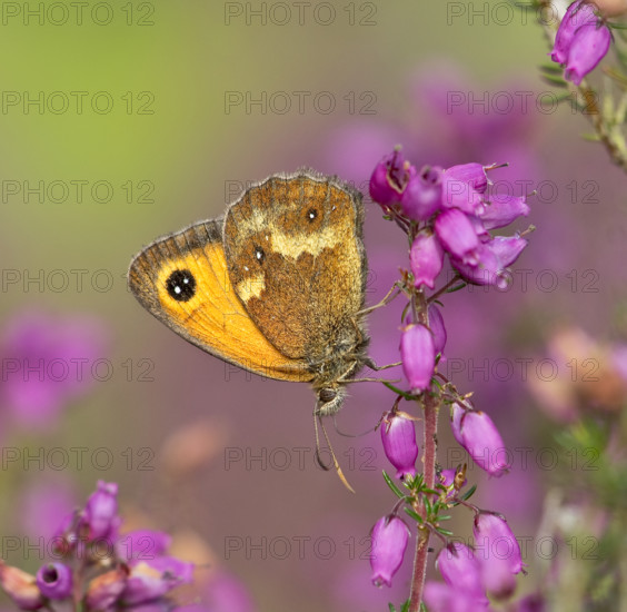 Gatekeeper (Maniola tithonus) . Dydley, England, United Kingdom