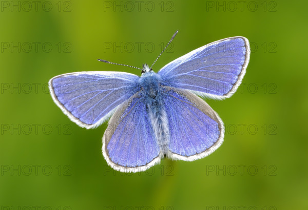 Common Blue Butterfly (Polyommatus Icarus), Male. Dudley, England, United Kingdom