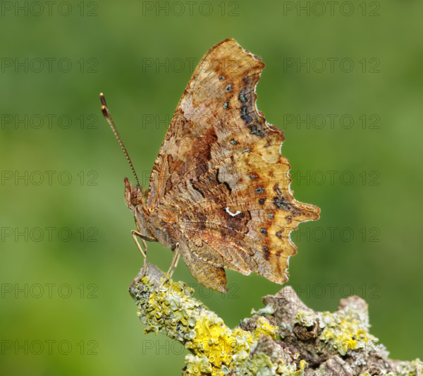 Side view of Comma (Polygonia c-album, Nymphalis c-album, Nymphalis urticae) . Heidenreichstein, Austria