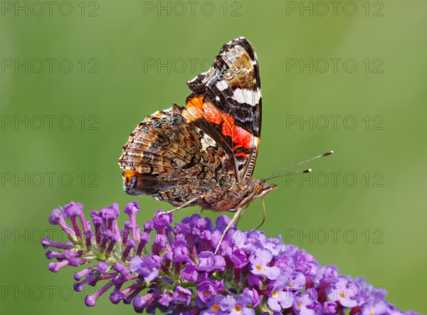 Red Admiral (Vanessa atalanta) in search of nectar on Buddleya. Heidenreichstein, Lower Austria
