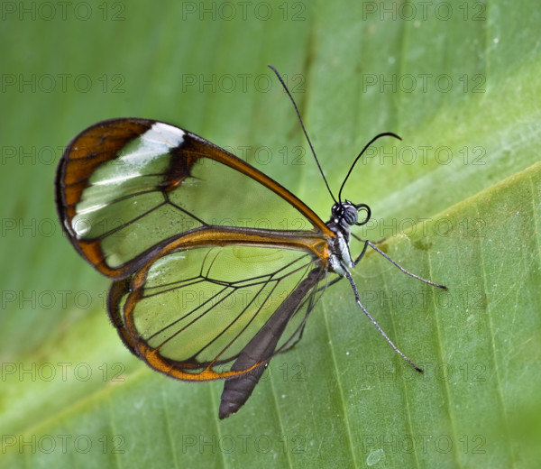Glasswing (Greta oto) . Stratford, England, United Kingdom