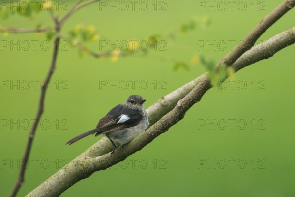 A small Oriental magpie-robin (Copsychus saularis) perched on a branch against a softly blurred green background, Dhaka, Bangladesh