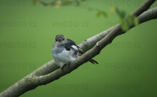 A small Oriental magpie-robin (Copsychus saularis) perched on a branch against a softly blurred green background, Dhaka, Bangladesh