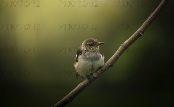 A small Oriental magpie-robin (Copsychus saularis) perched on a branch against a softly blurred green background, Dhaka, Bangladesh