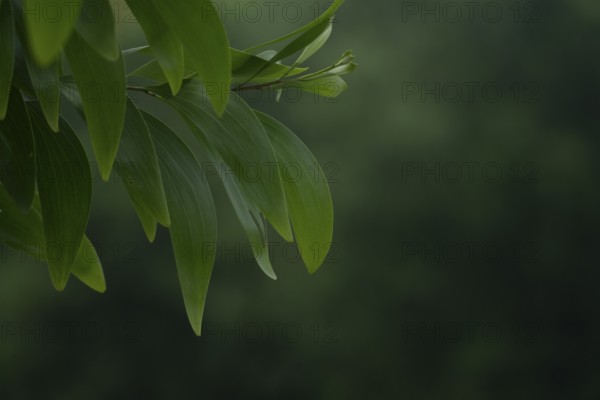 A close-up of Earleaf acacia (Acacia auriculiformis) leaf branch against a blurry natural background, Gazipur, Bangladesh