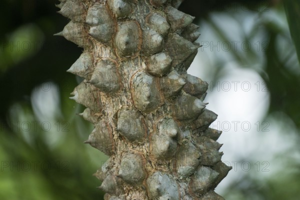 Close-up of a thorny tree trunk with spikes against a green, blurred background, Dhaka, Bangladesh