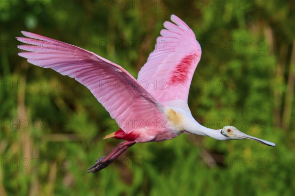 Roseate spoonbill in the air with spread pink wings against a natural backdrop, Roseate spoonbill (Ajaja ajaja), Orlando Wetlands, Christmas, Florida, USA