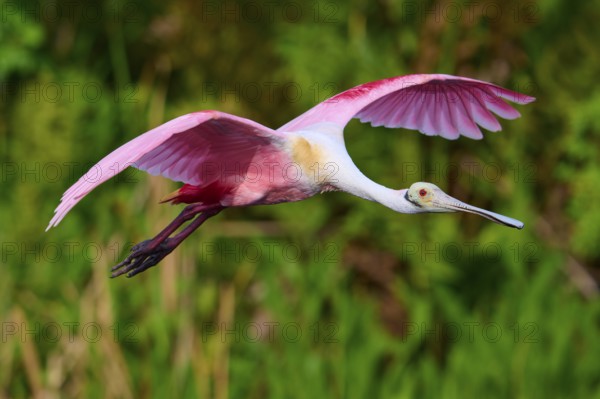 A flying Roseate Spoonbill with spread wings in front of a green background in nature, Roseate Spoonbill (Ajaja ajaja), Orlando Wetlands, Christmas, Florida, USA