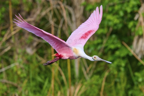 Flying pink bird shows vitality in a green natural landscape, Roseate Spoonbill (Ajaja ajaja), Orlando Wetlands, Christmas, Florida, USA