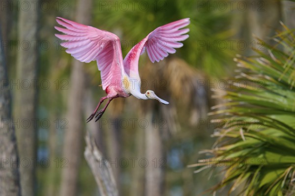 Pink bird flying high in a natural environment full of trees, Roseate Spoonbill (Ajaja ajaja), Orlando Wetlands, Christmas, Florida, USA