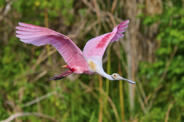 Pink bird energetically flying through a green natural scenery, Roseate Spoonbill (Ajaja ajaja), Orlando Wetlands, Christmas, Florida, USA