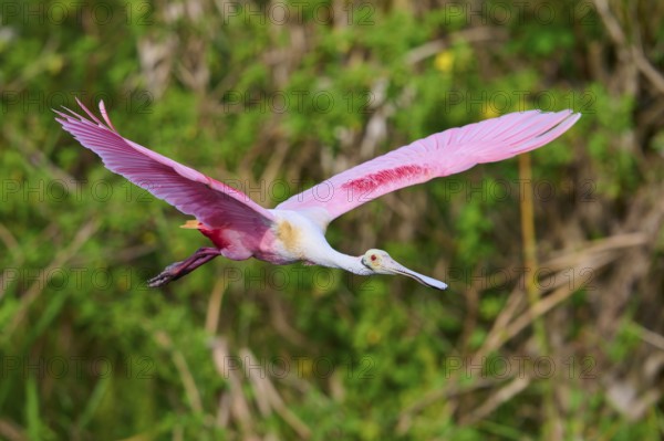 Pink bird in full motion flying through green nature, Roseate Spoonbill (Ajaja ajaja), Orlando Wetlands, Christmas, Florida, USA