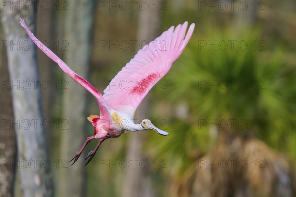 Pink bird flying through a natural environment with palm trees in the background, Roseate Spoonbill (Ajaja ajaja), Orlando Wetlands, Christmas, Florida, USA