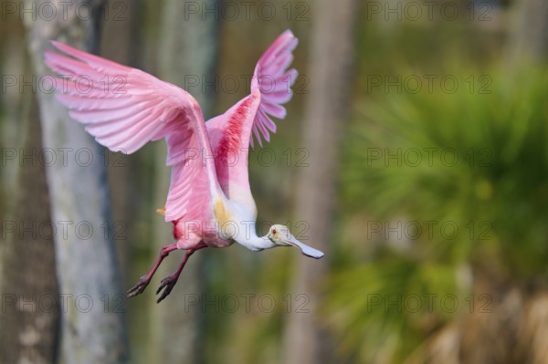 Dynamic image of a pink bird with flying wings in nature, Roseate Spoonbill (Ajaja ajaja), Orlando Wetlands, Christmas, Florida, USA