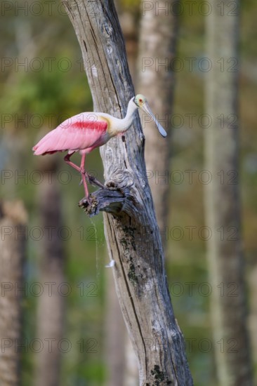 A pink bird stands on a tree trunk in dense forest areas, Roseate Spoonbill (Ajaja ajaja), Orlando Wetlands, Christmas, Florida, USA