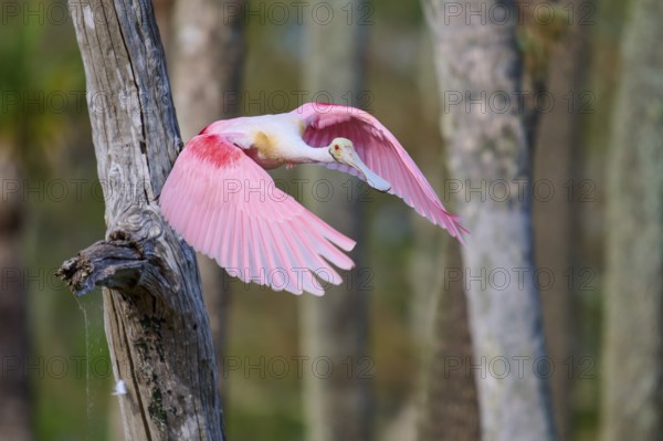 Bird with pink wings in flight next to a tree, symbolising freedom, Roseate Spoonbill (Ajaja ajaja), Orlando Wetlands, Christmas, Florida, USA