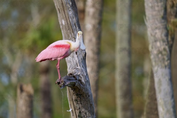 Bird in pink on a tree, surrounded by a quiet forest, Roseate Spoonbill (Ajaja ajaja), Orlando Wetlands, Christmas, Florida, USA