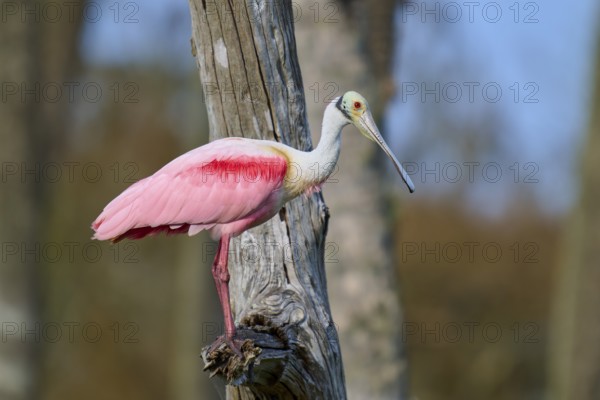 A bird with pink plumage sits on a tree trunk against a natural backdrop, Roseate Spoonbill (Ajaja ajaja), Orlando Wetlands, Christmas, Florida, USA