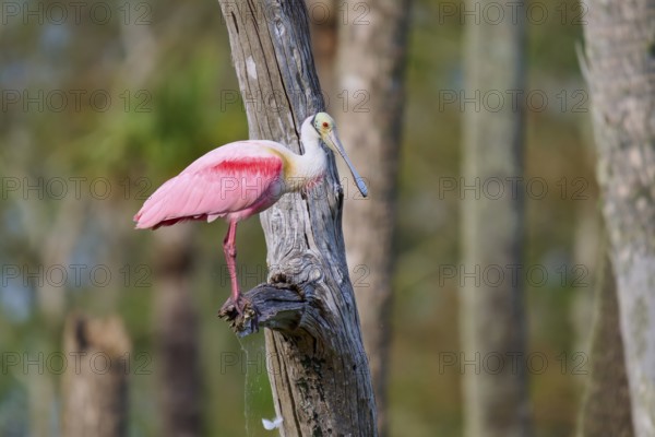 Pink bird sitting on a tree trunk in a forest, surrounded by nature, Roseate Spoonbill (Ajaja ajaja), Orlando Wetlands, Christmas, Florida, USA