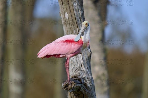 A pink bird sitting on a tree trunk in nature, Roseate Spoonbill (Ajaja ajaja), Orlando Wetlands, Christmas, Florida, USA