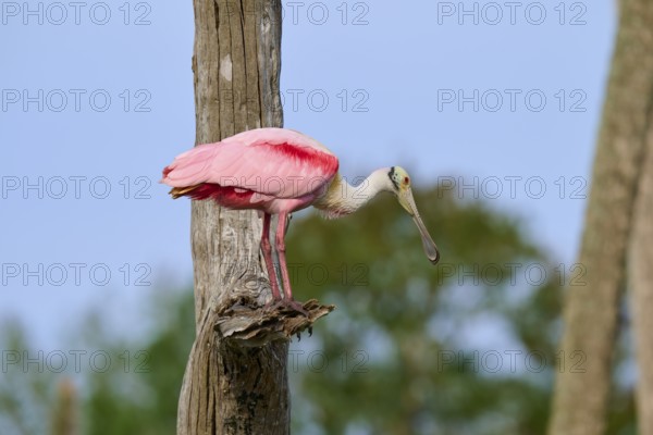 Pink bird sitting attentively on a tree trunk in the open air, Roseate Spoonbill (Ajaja ajaja), Orlando Wetlands, Christmas, Florida, USA