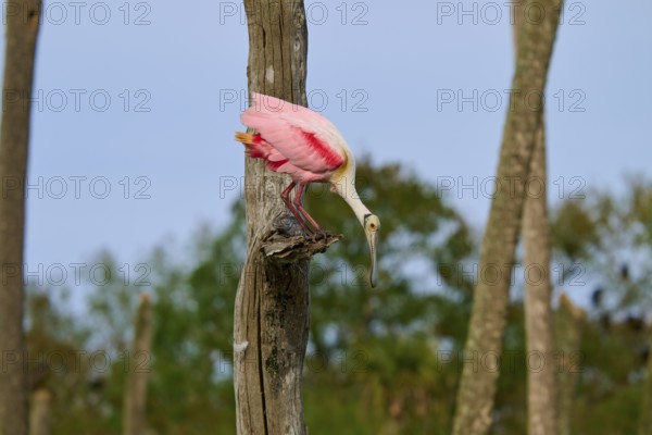 A bird with pink plumage looks into the distance from a tree trunk, Roseate Spoonbill (Ajaja ajaja), Orlando Wetlands, Christmas, Florida, USA