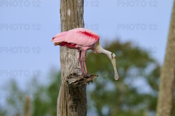 Pink bird on a tree trunk in a naturally wooded environment, Roseate Spoonbill (Ajaja ajaja), Orlando Wetlands, Christmas, Florida, USA