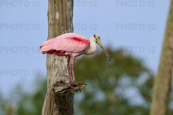 A bird with pink plumage sits on a tree trunk against a blue sky, Roseate Spoonbill (Ajaja ajaja), Orlando Wetlands, Christmas, Florida, USA